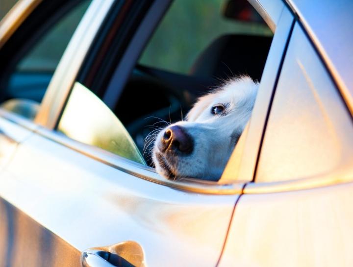 Hot Cars Kill Safety Information From Northeast Animal Hospital